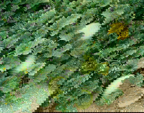 Best Edible Ground Cover Plants 4