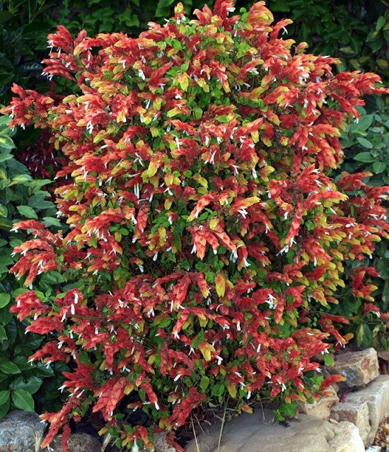 Red Plants in Florida 5