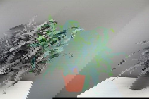 Most Exotic Ferns 16