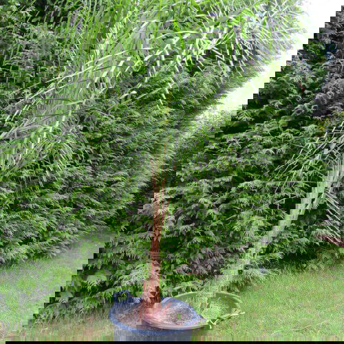 Types of Palm Plants 28