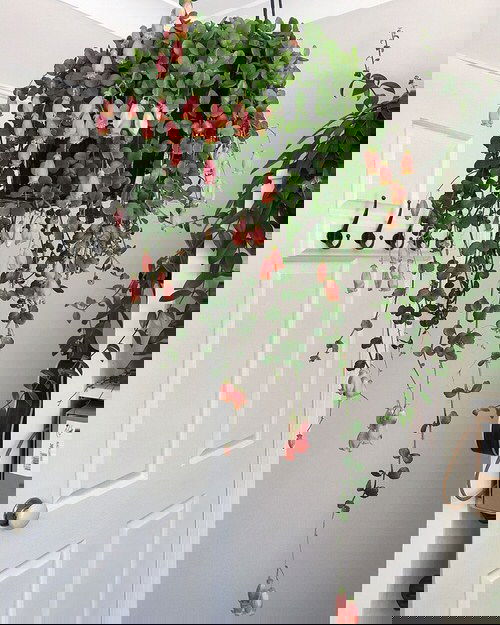 Indoor Plants that Look Better in Baskets 9