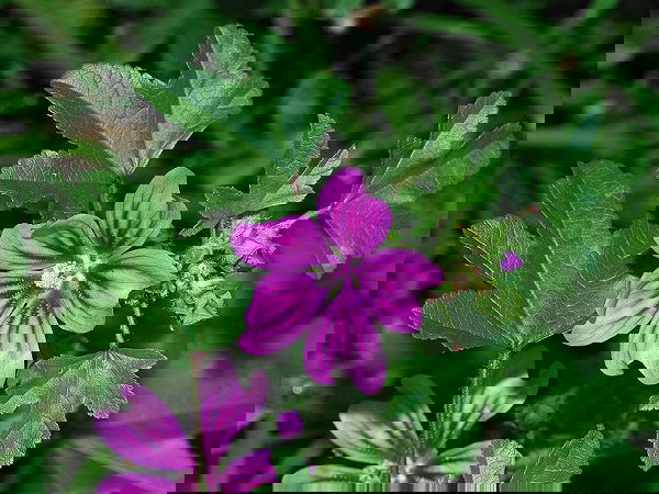 Beneficial Weeds in a Garden 5