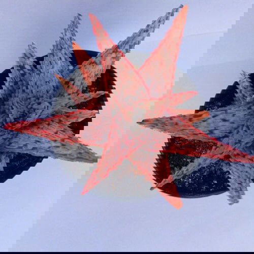 Beautiful Pink Succulents 2