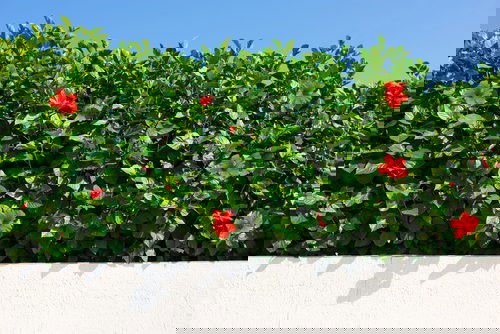 Fast Growing Privacy Shrubs 4