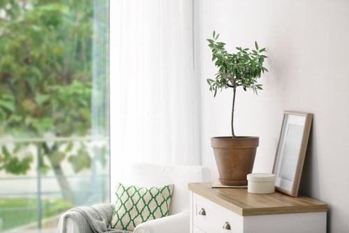 Best Insta Worthy Photos of House Plants 7