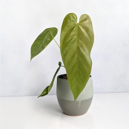 Fanciest Anthuriums 13