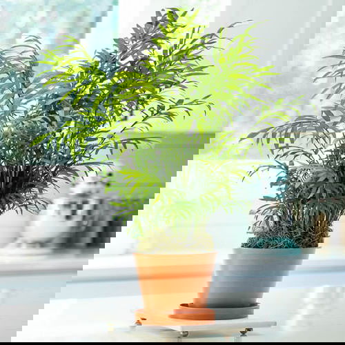 Lucky Plants and Flowers 7