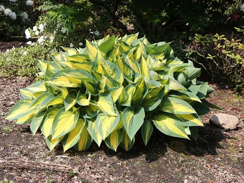 Types of Hostas 42