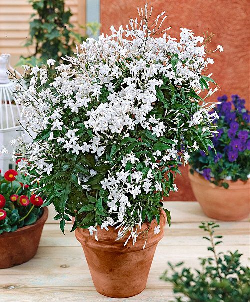 Types of Jasmine Flowers