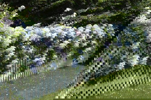 Fast Growing Privacy Shrubs 3