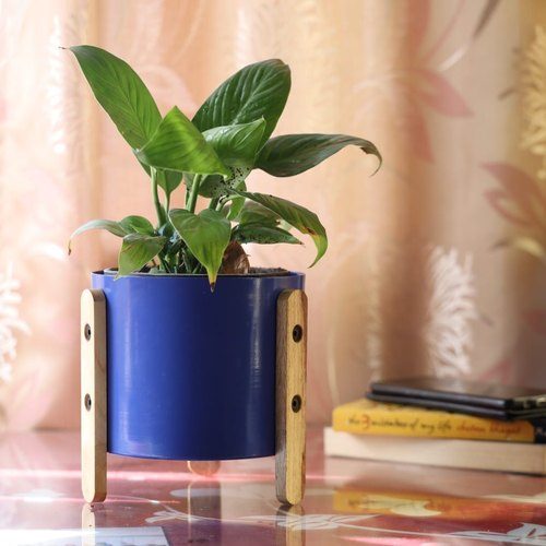 Pictures of Indoor Plants in Metallic Planters 5