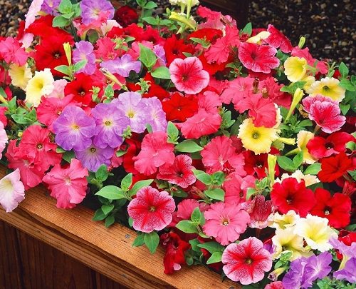Types of Petunias 4