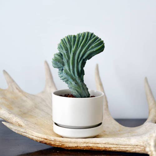 Different Types of Cactus Plants 11