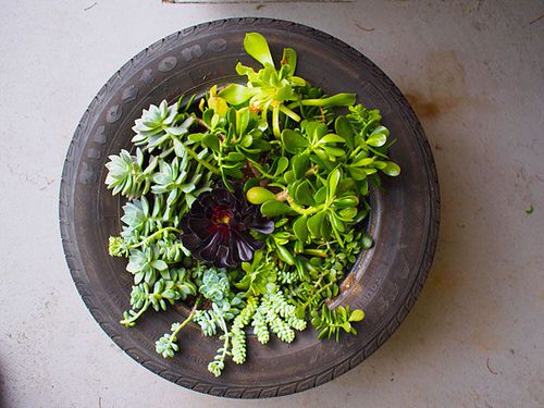 These Pictures Prove You Can Plant Succulent Anywhere 15