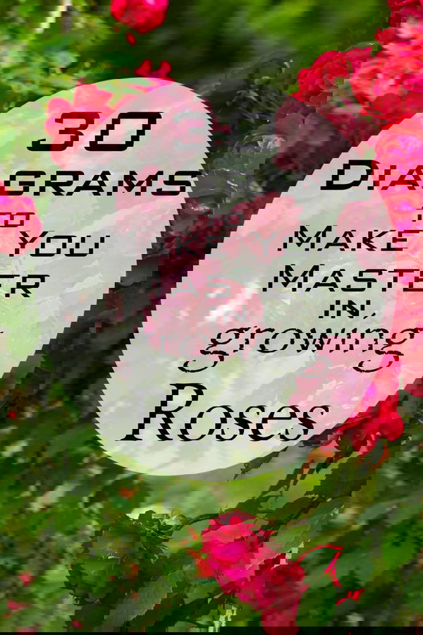 Whether you are a rosarian, a beginner or a serial rose killer, you will love these interesting, informative and fun illustrations that will teach you everything you need to know about growing roses.