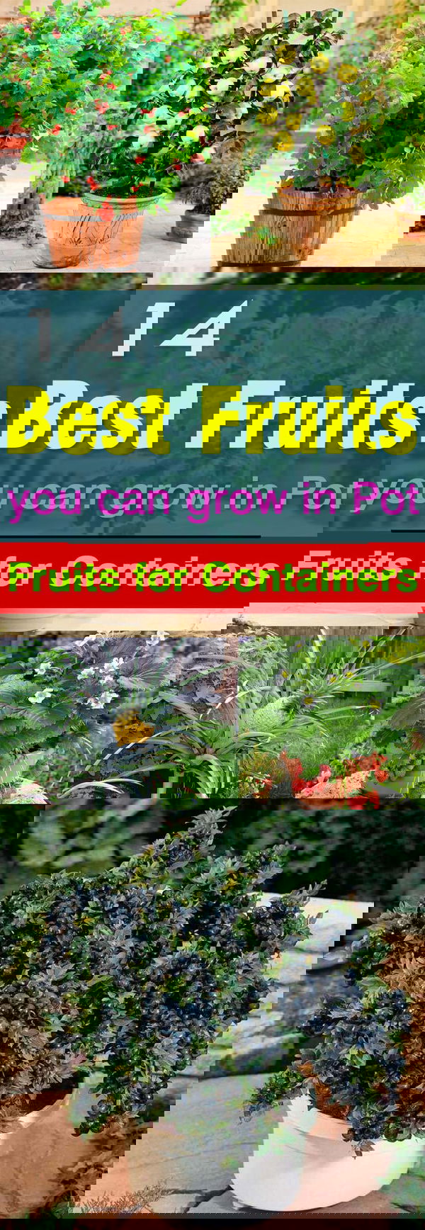 Not only the vegetables but fruits can be grown in pots too. Here are 14 best fruits to grow in containers.