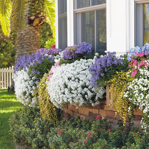 Colorful Outdoor Plants for Patio & Porch 12