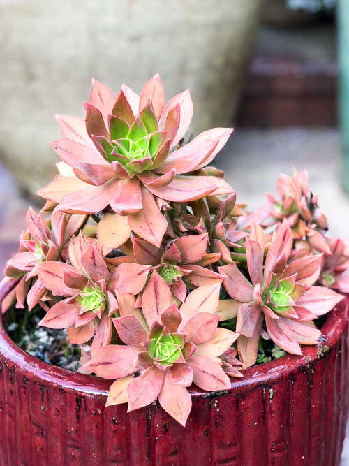 Beautiful Pink Succulents