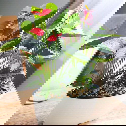 Most Attractive Houseplants for Decorative Purpose 9