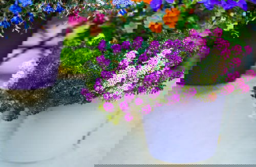 Best Flowers for Balcony Garden 7