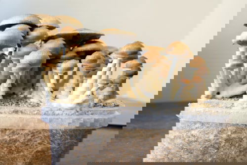 Things to Grow for Tastiest Burger Ever 6