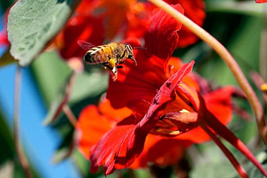 Some of the best Reasons to Grow Nasturtium in the Garden