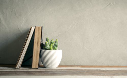 Different Types of Cactus Plants 6