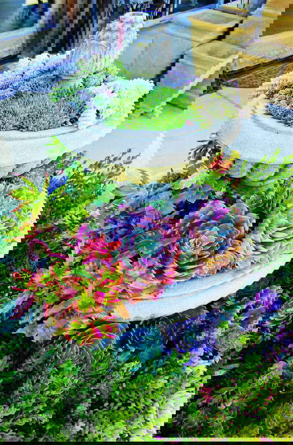 Outdoor Succulent Decoration Pictures 12