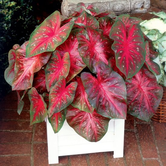 Red Plants in Florida 9