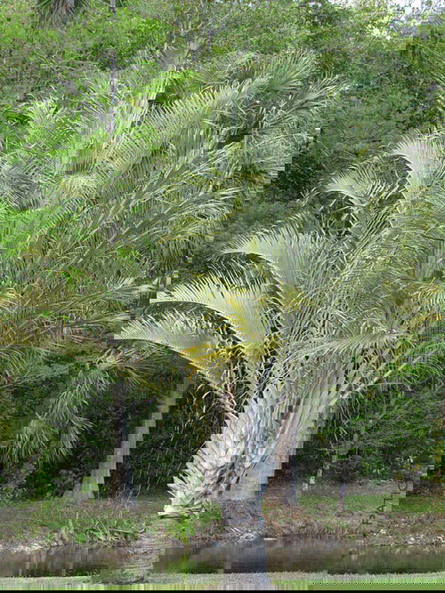 Types of Palm Plants 33