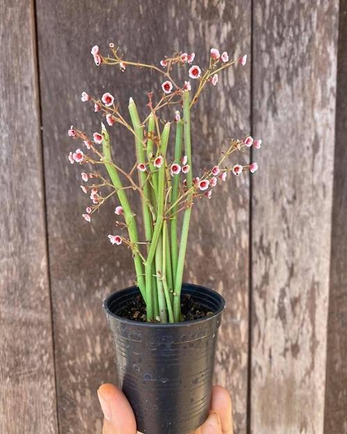 Most Popular Types of Euphorbia Varieties 13