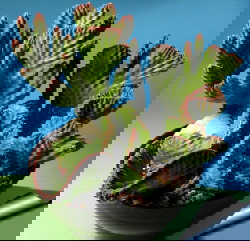 Succulents with Unique Shapes and Patterns 4