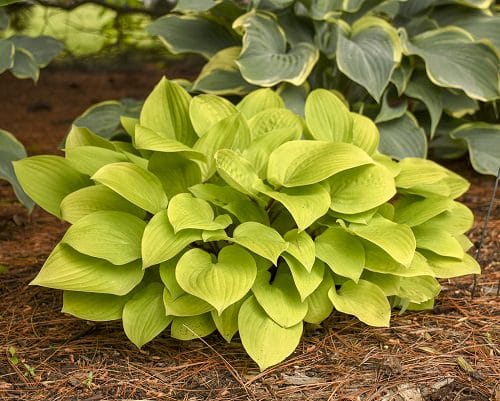 Types of Hostas 3