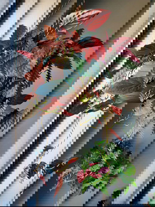 Indoor Syngonium Varieties 12