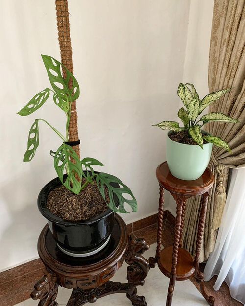 Tropical Indoor Plants Pictures and Ideas from Instagram