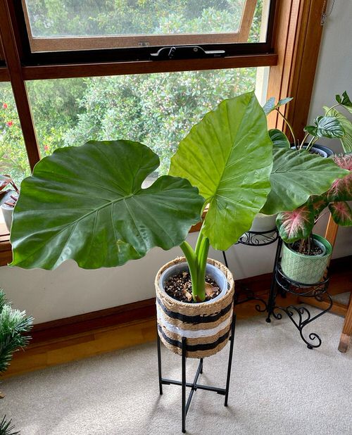 Tropical Indoor Plants Pictures and Ideas from Instagram 9