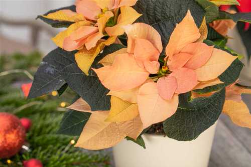 Types of Poinsettias 7