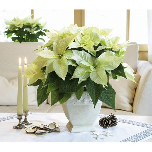 Types of Poinsettias 6