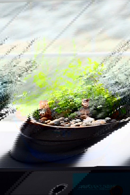 making an Indoor Rock Garden