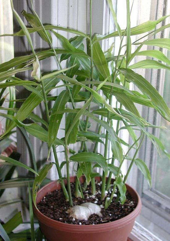 How to Grow a Smoothie Garden 6