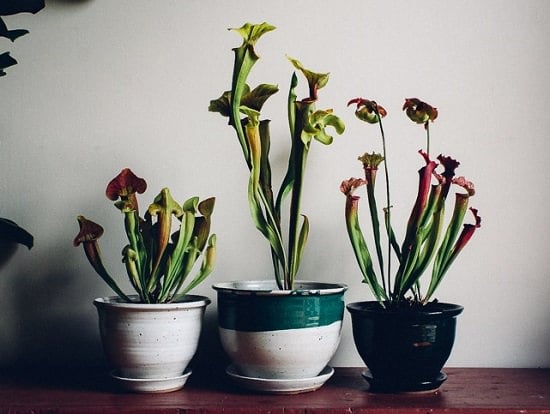 Gorgeous Carnivorous Plants Growing Tips