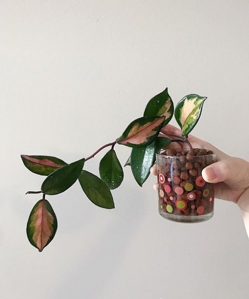 Indoor Plants you can Grow from Cuttings 7