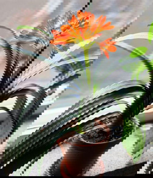 Best Indoor Plants for East Facing Windows 7