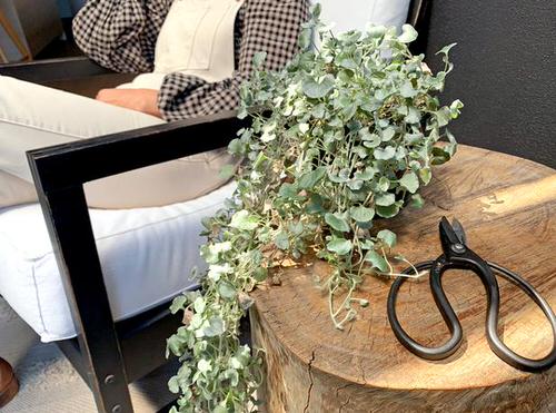 Pictures of Cascading Plants in Home 14