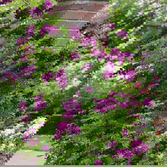 Best Thornless Roses 24