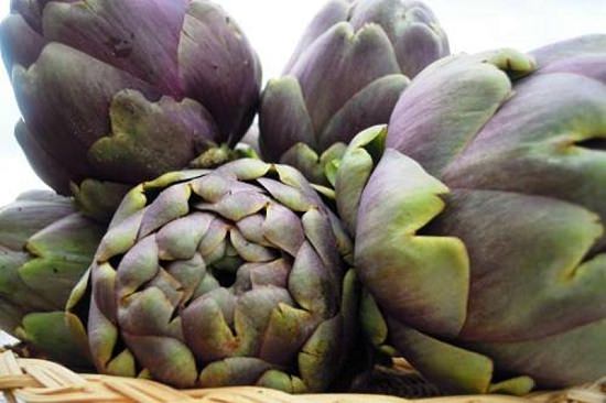 Types of Artichokes 7