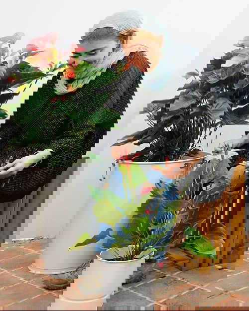 Houseplants for Girls Room 3