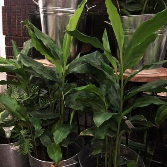 Growing spices in pots and containers