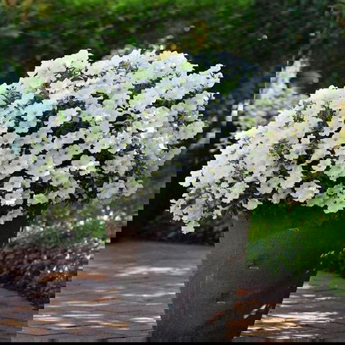 Types of Petunias 10