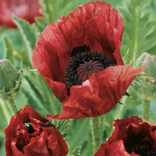 Types of Brown Flower Names 3